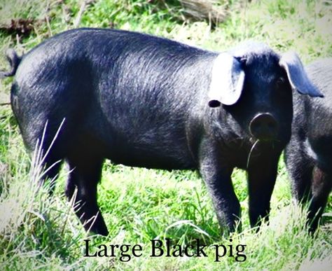 Large Black Pig, Pig Diet, Pig Breeds, Pig Feed, Black Pig, Farming System, Pig Farming, Rare Breed, Organic Farming