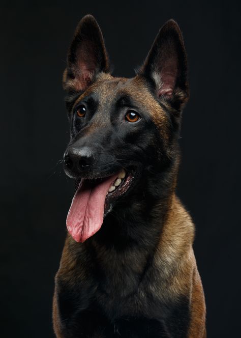 attachment ❤️ Belgian Shepherd Dog, malinois dog on Isolated Black Background in studio #Puppy #Dog - - - - Image licensed from Shutterstock. Credit @Anna Mandrikyan Belgian Malinois Aesthetic Wallpaper, Belgian Malinois Wallpaper Iphone, Belgian Malinois Photography, Belgian Shepherd Malinois, Belgian Malinois Wallpaper, Belgian Malinois Aesthetic, Black Malinois, Black Belgian Malinois, Belgium Malinois