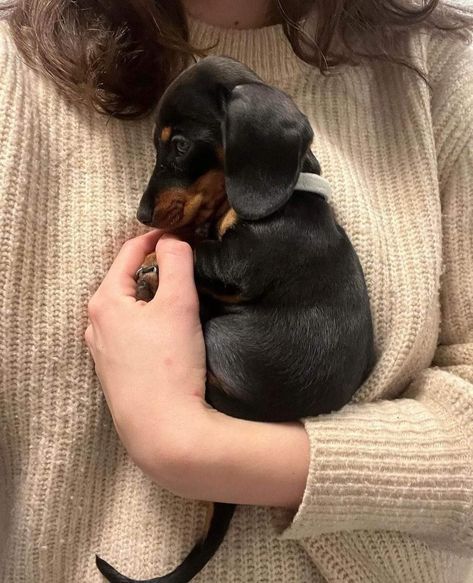 Dachshund And Cat, Dachshund Cute, Wholesome Dog, Puppies Dachshund, Miniature Dachshund Puppies, Puppy Dachshund, Dogs Cute, Very Cute Dogs, Weenie Dogs