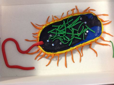 Bacterium modelling clay (Callum) Diy Bacteria Cell Model, Bacteria Cell Model, Animal Cell Structure, Bacteria Cell, Cell Model Project, Life Science Middle School, Human Body Projects, Cell Diagram, Science Pins