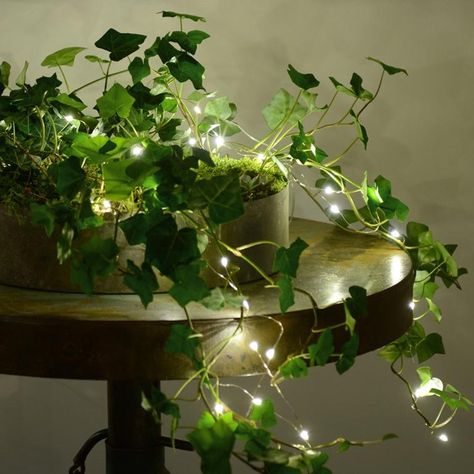 The ground-creeping ivy plants go well with fairy lights. Fairy Bedroom, Small Led Lights, Fairy Lights Decor, Aesthetic Plants, Christmas Lights Garland, Fairy Lights Bedroom, Bulbs Indoor, Ivy Plants, Light Chain