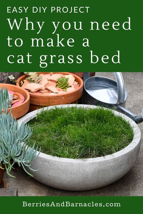 Planter bowl of cat grass Indoor Grass For Cats, How To Grow Cat Grass Indoors, Grass Bed For Cats, Cat Grass Indoor Ideas How To Grow, Cat Grass Pond, Indoor Cat Grass Bed, Cat Grass Box Diy, Cat Grass Ideas, Cat Garden Ideas