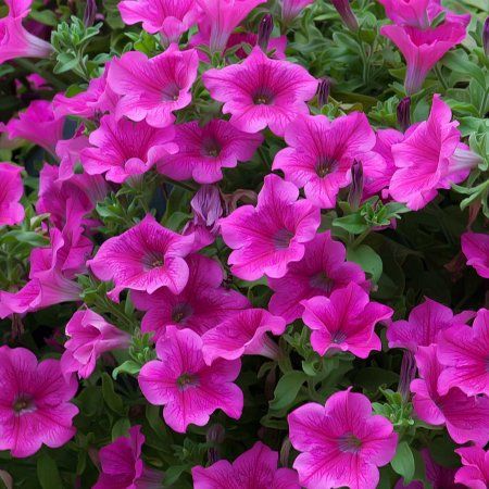 Petunia - Supercascade Series Flower Garden Seed - 1000 Pelleted Seeds - Pink Blooms - Annual Flowers - Single Grandiflora Petunias Petunia Seeds, Hardening Off Seedlings, Petunia Flowers, Flowers Single, Petunia Flower, Pretty Nature, Plant Spacing, Annual Flowers, Seed Company