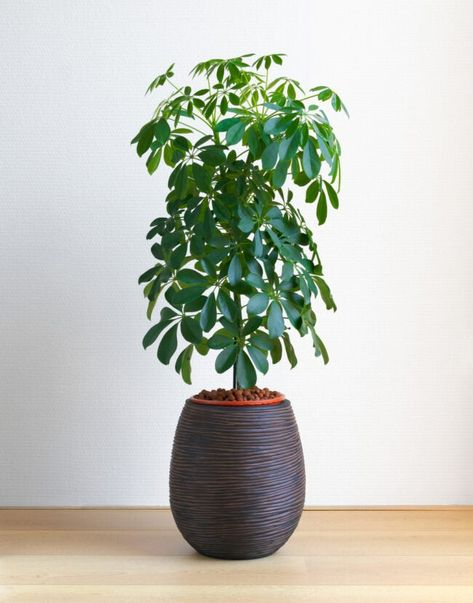 Best Indoor Trees, Jade Plant Care, Schefflera Arboricola, Big Indoor Plants, Umbrella Plant, Umbrella Tree, Indoor Trees, Hanging Plants Indoor, Plant Delivery