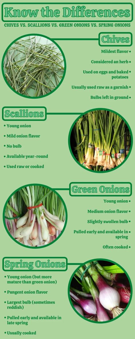 Are Scallions the Same as Green Onions? (+Bonus Recipe!) - Delishably Onion Gardening, How To Grow Green Onions, Grilled Green Onions, Scallion Recipes, Grow Green Onions, Onion Growing, Green Onion, Scallions Vs Green Onions, Types Of Onions And Their Uses