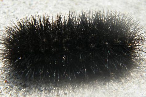 bugs in texas | Black Hairy Caterpillar- What kind is it and is it poisonous ... Curly Hair Tarantula, Wooly Caterpillar, Fluffy Caterpillar, Scary Insects, Black Caterpillar, Insect Identification, Poisonous Caterpillars, Black Insects, Leopard Moth