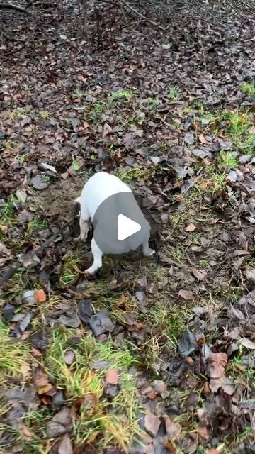 I swear, Jack Russell is on a completely different level 😂😂

🎬: TT/IG @kokos_the_jack

( Plz DM for credits or removal )

------... | Instagram Parson Jack Russell, Jack Russell Terrier Mix, Jack Russell Terrier Puppies, Jack Russell Puppies, Jack Russell Dogs, Jack Russells, Jack Russel, Terrier Mix, Jack Russell Terrier