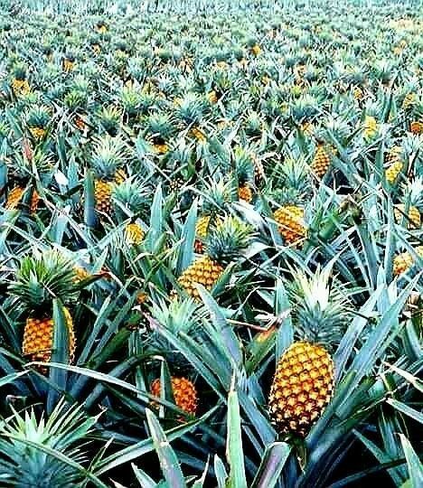 Como Plantar Pitaya, Pineapple Photography, Fruit Tree Garden, Growing Pineapple, Pineapple Wallpaper, Flower Pot People, Growing Fruit Trees, Front Garden Landscape, Fruit Photography