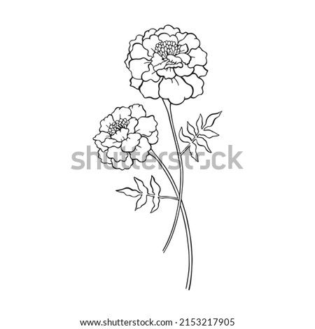 Marigold Line Tattoo, Marigold Tattoo Linework, Single Line Marigold Tattoo, Simple Marigold Tattoo Outline, Marigold Fine Line, Simple Marigold Tattoo, Marigold Outline, Marigold Tattoo, Marigold Flowers