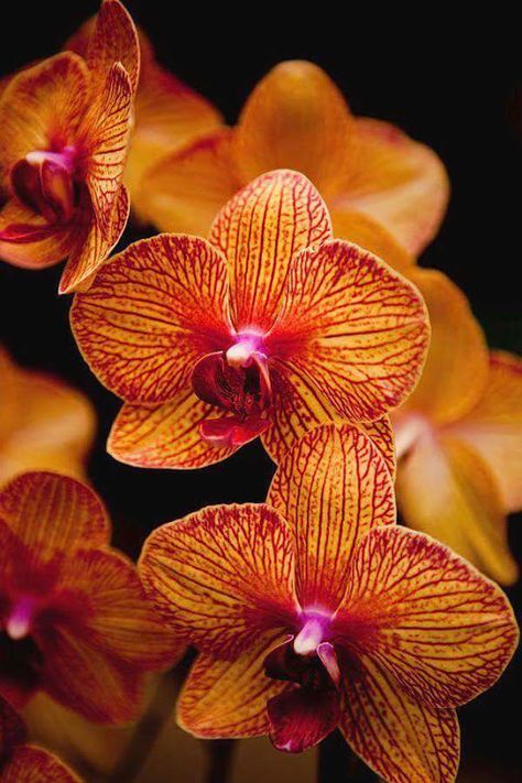 Orange is the color Orange Orchid, Orchid Print, Yellow Wedding Flowers, Orchid Show, Fleur Orange, Unusual Flowers, Orchid Flowers, Trendy Flowers, Beautiful Orchids