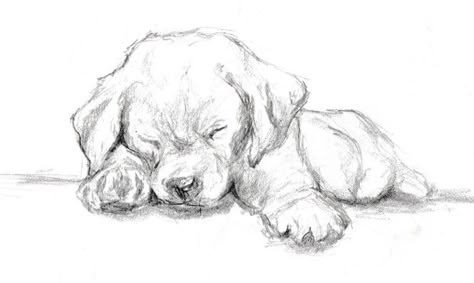 Puppy Sketch, Puppy Drawing, Animal Drawings Sketches, Awesome Drawing, 강아지 그림, White Drawing, Disegni Artistici, Labrador Puppy, Art Drawings Sketches Creative