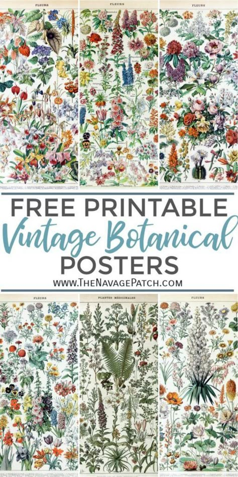 Free Printable Vintage Botanical Prints | Free printable Adolphe Millot posters | Adolphe Millot Flowers and Vegetable Drawings | Free printable Antique Botanical Illustrations | Vintage encyclopedia illustrations | Free downloadable vintage tree posters | Vintage Art Prints | #TheNavagePatch #FreePrintable #FreeDownloadables #VintagePosters #FlowerDrawings #VintageIllustrations #Farmhouse #WallArt #GalleryWall #VintageArt #Botanical | TheNavagePatch.com Decoupage Walls Ideas, Free Vintage Printables Ephemera, Free Floral Printables, Vegetable Drawings, Botanical Prints Free, Vintage Floral Illustration, Vintage Encyclopedia, Illustration Botanique Vintage, Vegetable Drawing