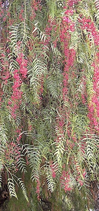 Peppercorn Tree, Peacock Room, Medicinal Herbs Garden, Herbs Garden, Waterwise Garden, Pink Peppercorn, Water Wise, Tree Seeds, Ornamental Trees