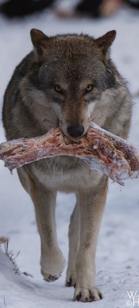 Wolf Eating Prey, Wolf Eating, Animals Hunting, Canon 50d, Majestic Wolf, Wolf Dogs, Prey Animals, Coyote Hunting, Wolf Images