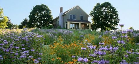 Home_13-899x415 Naturalistic Garden, Native Plant Gardening, Meadow Garden, Garden Mini, Pollinator Garden, Green Landscape, Dream Garden, Garden Paths, Native Plants