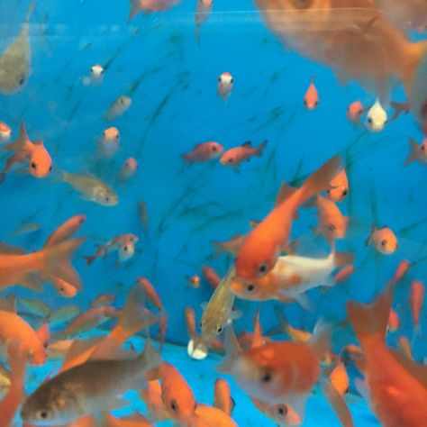 #aesthetic #fish Fish Astethic, Fish Asthetic Picture, Pretty Fish Aesthetic, Colorful Fish Aesthetic, Fish Ocean Aesthetic, Water Aesthetic, Fish Wallpaper, Aquatic Animals, Red Aesthetic