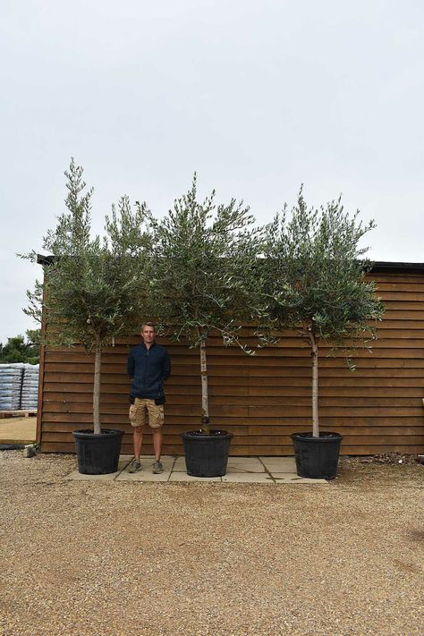 X3 Large Chelsea Olive Tree - Standard Olive Trees, Driveway Planting, Large Olive Tree, Olive Tree Garden, Olive Trees Landscape, Olive Trees Garden, Potted Palms, Australian Garden, Olive Grove