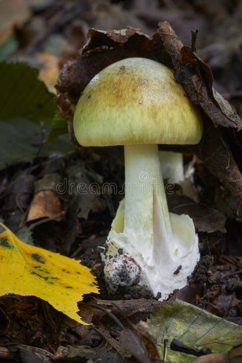 Amanita Phalloides, Artwork Anime, Komodo Dragon, Komodo, Vector Artwork, Close Up, Photo Image, Stuffed Mushrooms, Forest