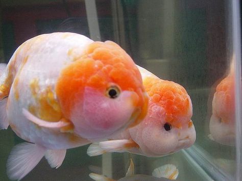 Oranda Goldfish, Aqua Culture, Pretty Fish, Water Animals, Cute Fish, Sakura Cherry Blossom, Exotic Fish, Aquatic Animals, Aquarium Decorations