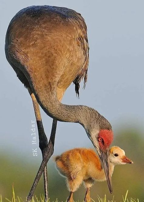 Sarus Crane, Animal Hugs, Sandhill Cranes, Sandhill Crane, Bird Brain, World Birds, Kinds Of Birds, Big Bird, Bird Pictures