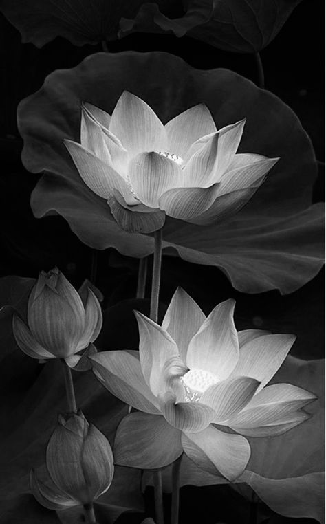 Lotus Black And White, Lotus Flower Black And White, Buddha Tattoo Design, Lotus Flower Pictures, Buddha Tattoos, Graphite Art, Girl Drawing Sketches, Black And White Art Drawing, Art Sketches Pencil