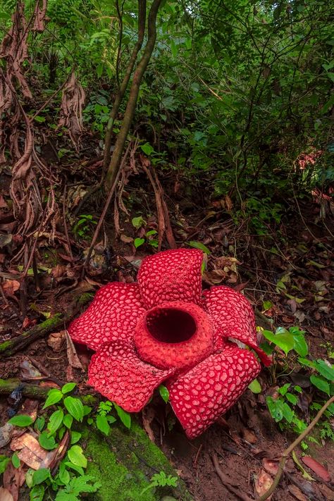 Raflesia gadutensis flower in the tropical forest area - Landscape Photography - rahmadhimawan | OpenSea Morning Landscape, Poison Ivy Cosplay, School Library Displays, Yellow Rice, Beautiful Countryside, Rice Fields, Unusual Flowers, Rare Flowers, Tropical Forest