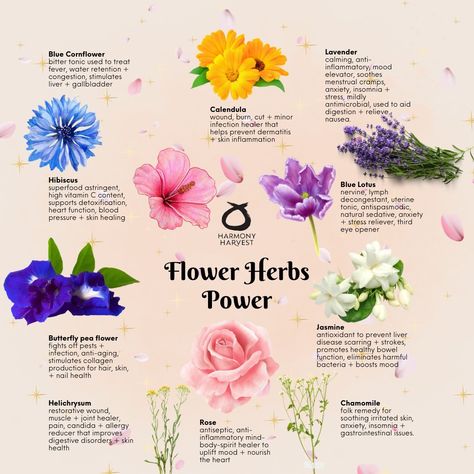 Flower Healing, Medicinal Flowers, Healing Flowers, Boosting Immunity, Apple Plant, Flower Magic, Wild Food Foraging, Food Foraging, Medicinal Herbs Garden