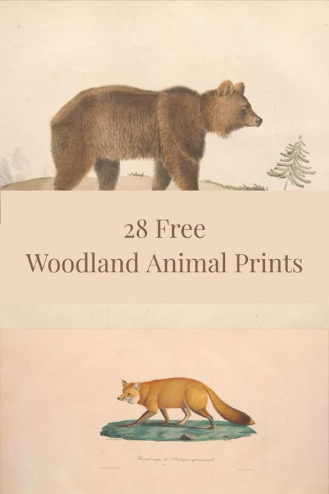 vintage illustration of a bear and a fox with text overlay Printable Woodland Animals Free, Woodland Animal Prints Free Printables, September Reset, Forest Animal Art, Autumn Pictures, Vintage Woodland, Woodland Animal Art, Woodland Animal Prints, Free Printable Wall Art