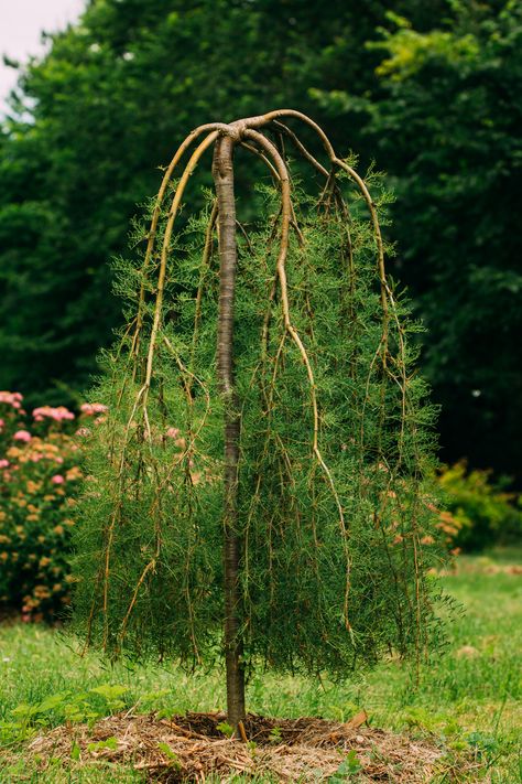 Weeping Caragana Tree, Cabin Garden, Wind Break, Chicken Garden, Forest Garden, Creative Gardening, Landscape Plans, Tree Care, Soil Improvement