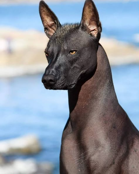 Xolo, the dog breed with an Anubis vibe Hairless Animals, Calm Dog Breeds, Mexican Hairless Dog, Jury Duty, Hairless Dog, Ancient Aztecs, English Toy Spaniel, Calm Dogs, Great Pyrenees