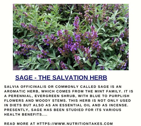 Health benefits of sage herb Sage Benefits Herbs, Salvia Benefits, Benefits Of Sage, Sage Benefits, Sage Herb, Medicinal Herbs Garden, Salvia Officinalis, Herbs Garden, Sage Leaves