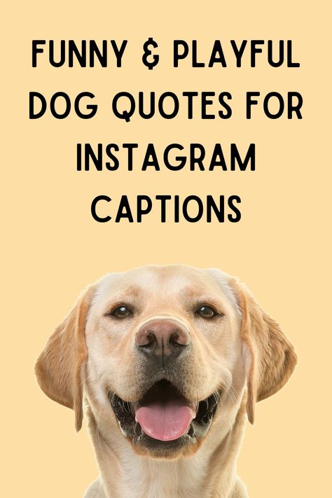 Are you searching for the top dog captions to use on Instagram? Few things can make us feel as happy as the unwavering devotion of a dog. Funny Dogs With Captions, Granddogs Quotes, Happy Dogs Quotes, Zoomies Dog Quote, Dogs Eyes Quotes, Funny Dog Quotes For Instagram, Dog Letterboard Quotes, Dog Sayings Quotes Funny, Dog Captions For Insta Funny