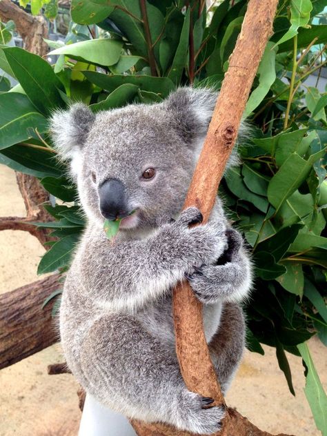 Koala Marsupial, Cute Koalas, The Wombats, Koala Bears, Australia Animals, Baby Koala, Cute Koala, Cuddly Animals, Australian Animals