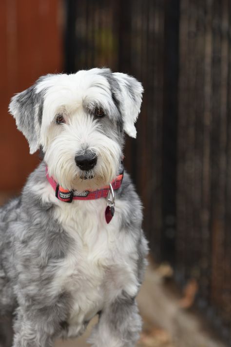 How to Groom a Sheepadoodle | A Complete Step-by-Step Guide Sheepadoodle Haircut Styles, Sheepadoodle Grooming Styles, Sheepadoodle Grooming, Doodle Haircuts, Designer Dogs Breeds, Grooming Style, Types Of Coats, Dog Shedding, English Sheepdog