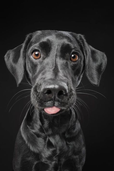 Coffeenuts Dog Portrait Photography, Most Expensive Dog, The Tongue, Dog Wallpaper, Sweet Dogs, Dog Images, Amazing Animals, Dog Photography, Black Dog