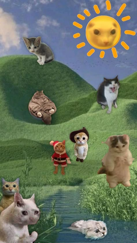 Silly Cats Pictures, Cats Kittens, Cute Patterns Wallpaper, Funny Cute Cats, Cat Wallpaper, Cats And Dogs, Silly Cats, Cute Wallpaper Backgrounds, Pretty Cats