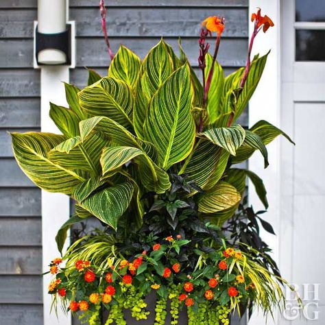 Container gardening is easier than you think. For the best plants possible, all it takes is a little maintenance and extra care to get there. Check out these five basic steps on container gardening to help your gardens last all season. #gardening #containergardening #flowers Canna Lilly, Summer Containers, Gemüseanbau In Kübeln, Tropical Patio, Plant Types, Plant Encyclopedia, Florida Plants, Jungle Fever, Patio Planters