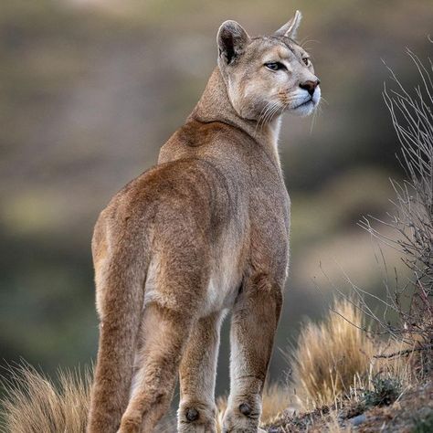 Pumas Animal, Puma Animal, Mountain Lion, Pretty Animals, From Instagram, Big Cats, Beautiful Creatures, Reptiles, Animal Pictures