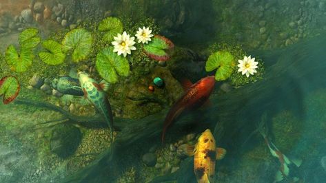 Koi Wallpaper, Cool Desktop, Koi Fish Pond, Fish Wallpaper, Macbook Wallpaper, Fish Pond, Fish Painting, Koi Pond, Plant Mom