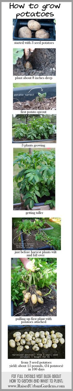 Excellent return on investment - turn 3 seed potatoes to 15lb (34) of potatoes in 100 days. Priceless! Potato harvest! - Raised Urban Gardens http://www.raisedurbangardens.com/2013/05/potato-harvest/ Homesteading Supplies, Vegetables Ideas, Potato Growing, Planting Garden, Grow Potatoes, Edible Gardening, Vegetable Garden Tips, Gardening Design, Garden Hacks