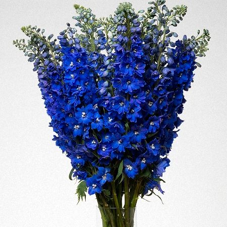 Delphinium Dark Blue Blue Delphinium, Delphinium, Classic Blue, Hanukkah Wreath, Blue Flowers, Dark Blue, Flowers, Floral, Blue