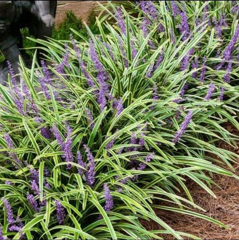 Variegated lariope Variegated Liriope, Liriope Muscari, Perennial Ground Cover, Virginia Bluebells, Deer Resistant Perennials, Plant Landscape, Drought Tolerant Perennials, Spring Hill Nursery, Sandy Soil