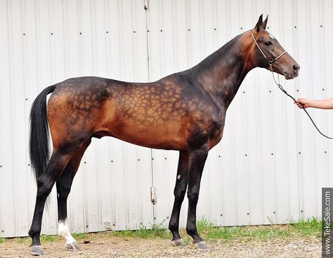 Sooty Bay Unusual Horse, Akhal Teke Horses, Horse Markings, Bay Horse, Akhal Teke, Horses For Sale, Most Beautiful Horses, Horse World, Most Beautiful Animals