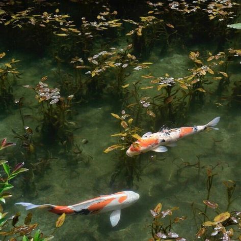 Chinese Aesthetic, Japan Aesthetic, Japanese Aesthetic, Nature Aesthetic, Pretty Places, Koi Fish, Green Aesthetic, Pretty Pictures, Mother Nature