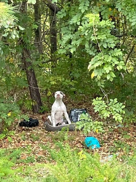 Puppy Find, Big Puppies, Veterinary Hospital, Waiting For Someone, Broken Leg, Foster Home, Sweet Dogs, Old Dogs, 8 Months