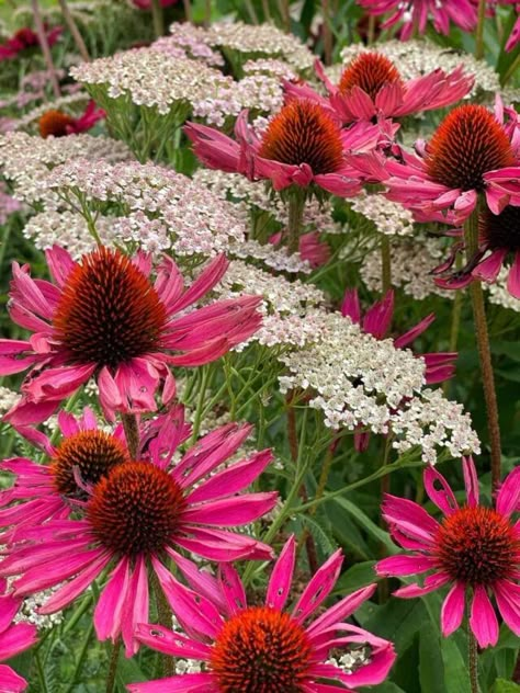 Coneflower Flower Bed, Coneflower Garden Ideas, Hydrangea And Coneflower, Green Twister Coneflower, What To Plant With Coneflowers, Coneflower Garden Design, Echinacea Landscaping, Purple Coneflower Garden, Coneflower Companion Plants