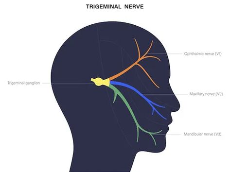 Maxillary Nerve, Eye Nerves, Trigeminal Nerve, Brain Nerves, Facial Nerve, Nerve Damage, Nerve Pain, Medical Center, Nerve