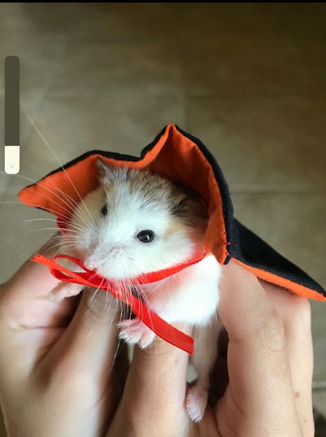 Made a little cape for our dwarf hamster for Halloween. Halloween Hamster, Little Vampire, Pet Hamster, Dream Pet, Cute Hamsters, Hamsters, Halloween Ideas, Cape, Happy Birthday