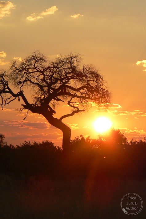 Travel: few places on earth are more relaxing than being in the Savute Reserve of Botswana and watching the sun go down with a cocktail in hand. You'll find more about my adventures and how many of them have worked their way into my novels on my blog. Relaxation Photography, African Sunset, Places On Earth, Urban Fantasy, Botswana, Family Vacation, On Earth, How Many, My Blog