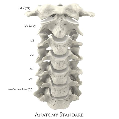 3d renders of cervical vertebra Cervical Spine Anatomy, Spine Drawing, Human Skeleton Anatomy, Neck Bone, Thoracic Vertebrae, Neck Drawing, Anatomy Bones, Skeleton Anatomy, Anatomy Practice